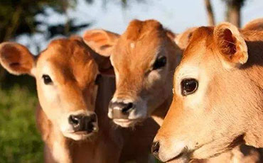 鴨血制冷罐是一種用于冷藏和保存鴨血的設(shè)備