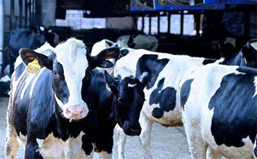 新東移動收奶站，奏響牦牛奶振興“牧歌”