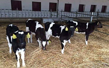 【牛場(chǎng)管理】奶牛場(chǎng)各項(xiàng)崗位管理制度