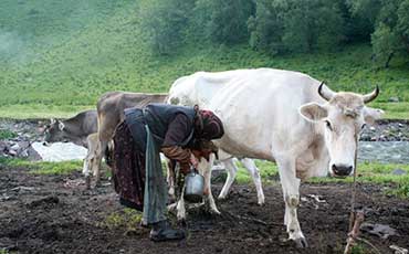 犢牛輪狀病毒腹瀉的診斷與防控措施