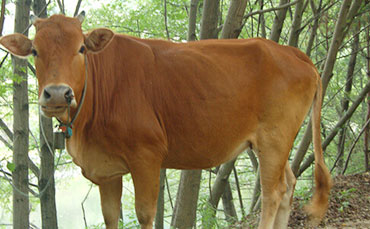 肯尼亞薩法乳業(yè)為何認(rèn)準(zhǔn)中國(guó)牛奶制冷罐？