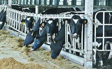 牛價(jià)漲了！一年賺10萬(wàn)元需要養(yǎng)多少頭牛？