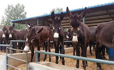 肯尼亞薩法乳業(yè)為何認(rèn)準(zhǔn)中國(guó)牛奶制