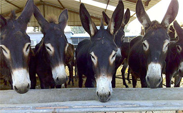 養(yǎng)羊的利潤與成本，是養(yǎng)羊人最關(guān)心的問題