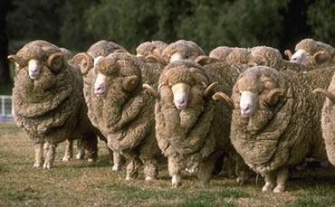 現(xiàn)在養(yǎng)羊的利潤與成本怎么樣？在農(nóng)村養(yǎng)20只羊能賺多少錢？