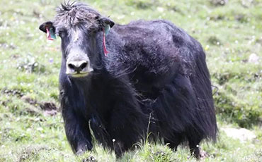 【牧場(chǎng)專(zhuān)家】怎樣提高牧場(chǎng)繁殖效率？