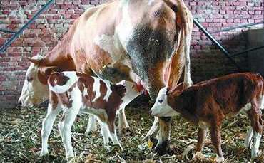 邢滿倉(cāng)的生態(tài)牧場(chǎng)，搭上新東牛奶制冷罐“農(nóng)機(jī)補(bǔ)貼快車”